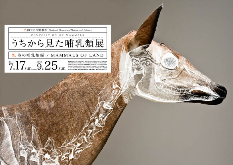 wataru yoshida: composition of mammals