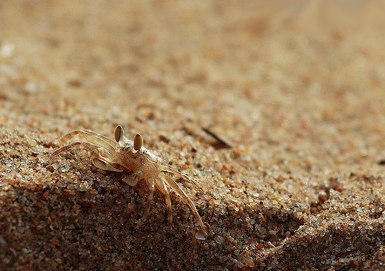 the history of modern camouflage