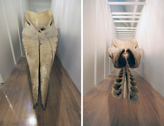 whale skeleton vs cow brain at turner prize