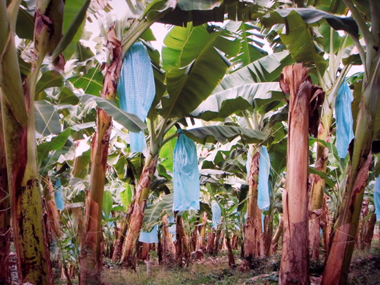 fallen fruit: 'united fruit' at LACE, los angeles