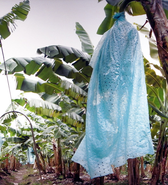 fallen fruit: 'united fruit' at LACE, los angeles