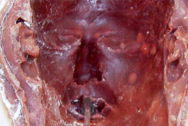 bruce nauman at venice art biennale 07