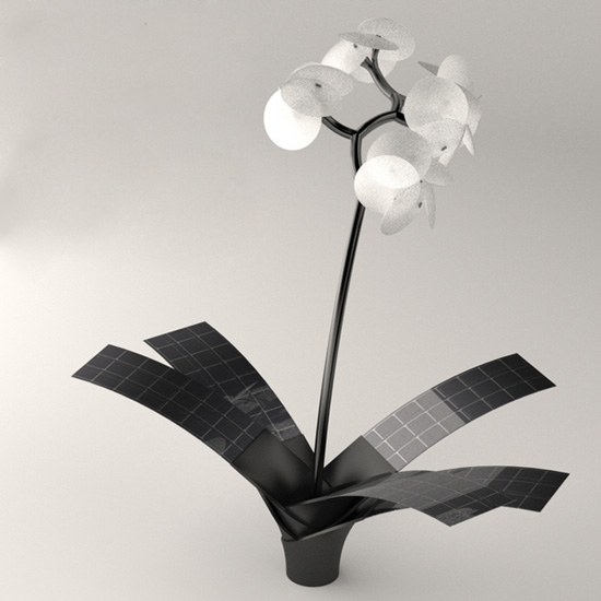 vivien muller: orkys and photonsynthesis