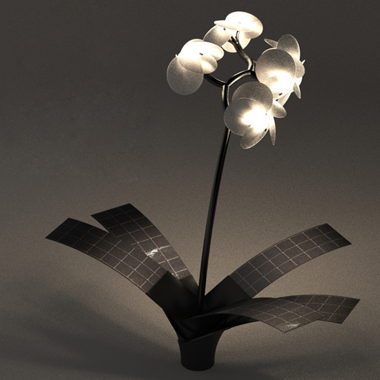 vivien muller: orkys and photonsynthesis