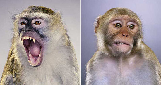 jill greenberg: portraits at galerie acte 2