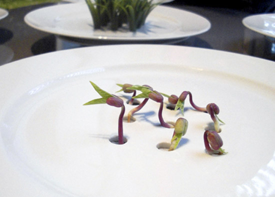 modus design: natura collection