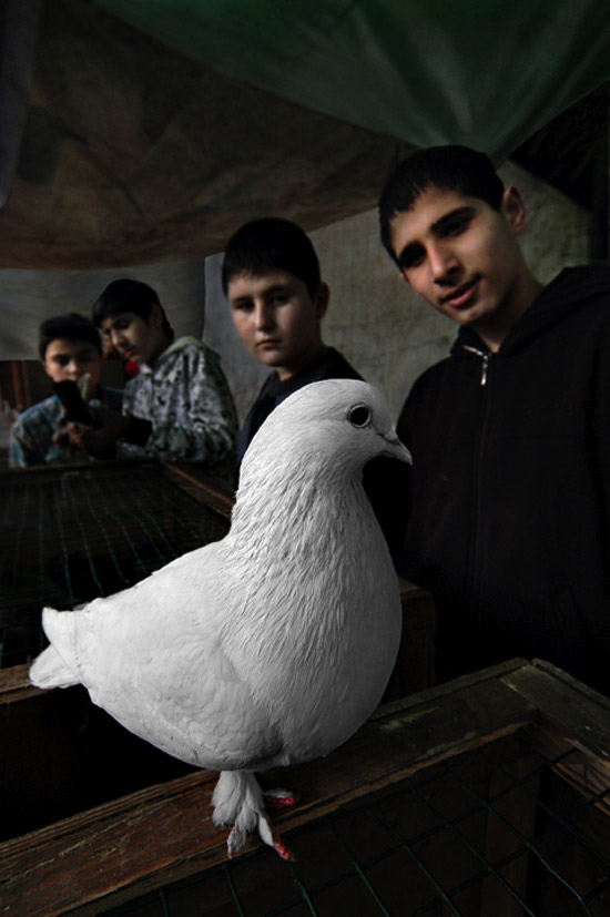 ottoman love of pigeons