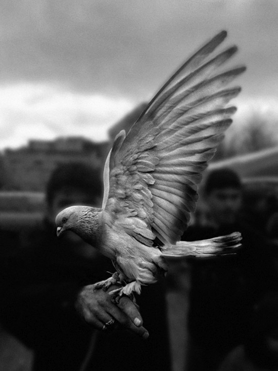 ottoman love of pigeons