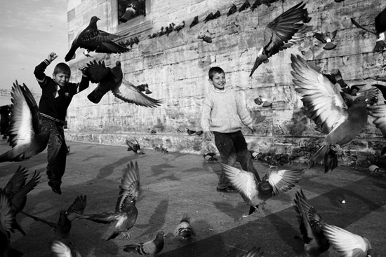 ottoman love of pigeons