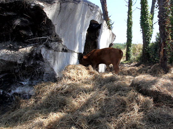 ensamble studio: the truffle