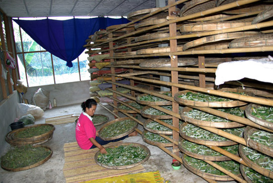 silk making step 1: raising silkworms and harvesting cocoons