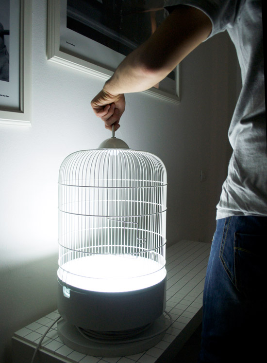 su.d. collective: cardellino