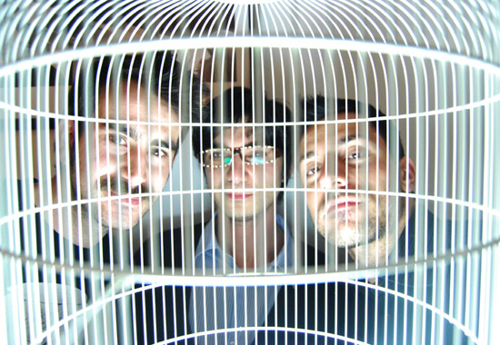 su.d. collective: cardellino