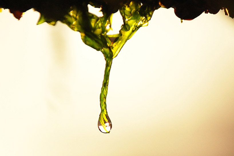 christian vivanco: algae