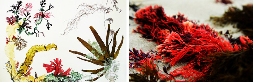 christian vivanco: algae