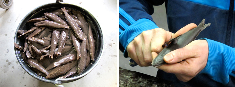 tristan cochrane: fish rocking chair