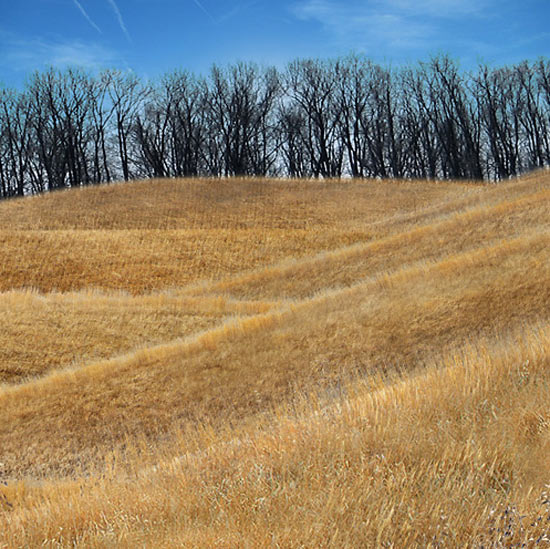 patkau architects: fallingwater cottages