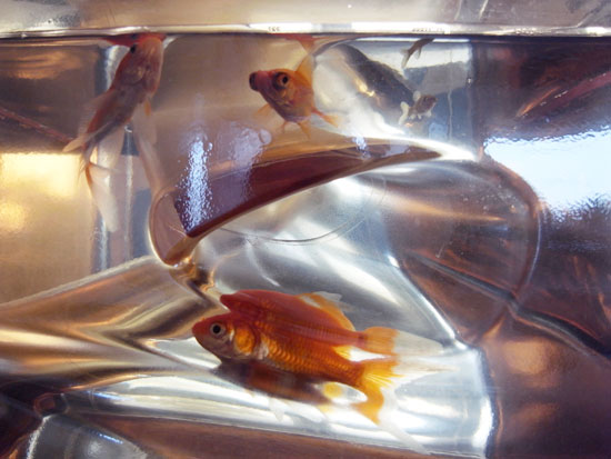 MAD architects studio visit : fish tank