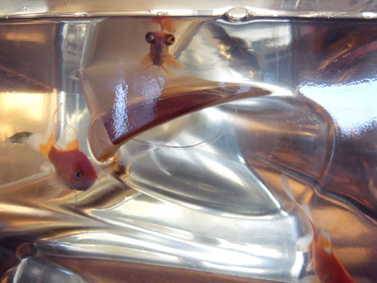 MAD architects studio visit : fish tank