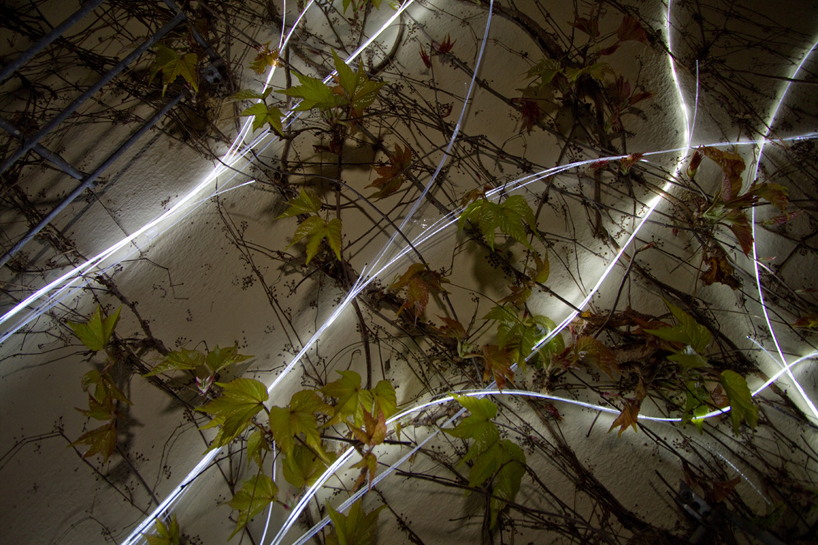 growing light by gorillalighting