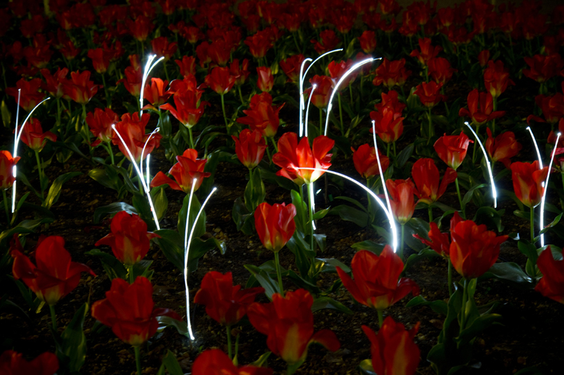 growing light by gorillalighting