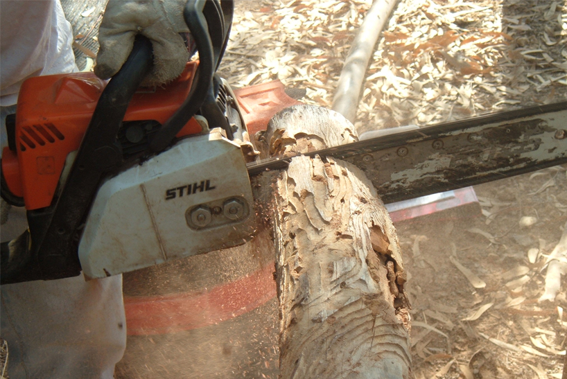 yaron hirsch: animal vegetable mineral