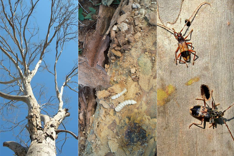 yaron hirsch: animal vegetable mineral
