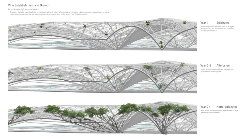 a. conway pedron + rebecca bartlett: symbiotic vaulting for libreville airport in gabon