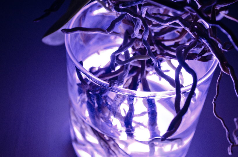 viktor k&ouml;lbig: aura plant controlled lighting