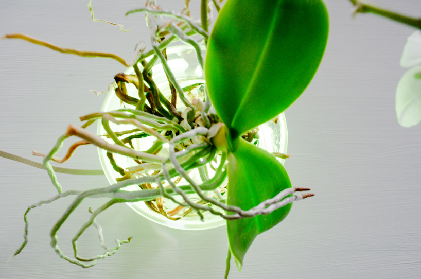 viktor k&ouml;lbig: aura plant controlled lighting