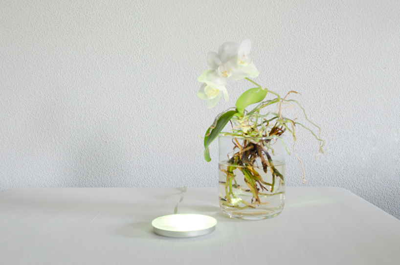 viktor k&ouml;lbig: aura plant controlled lighting