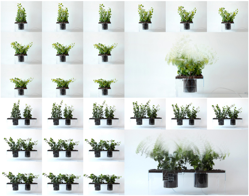 pablo zunzunegui: phytopia