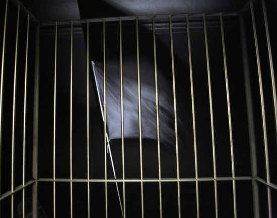 claude leveque: french pavilion at venice art biennale 09