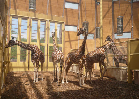 lam architects: 'savannah house', rotterdam, the netherlands