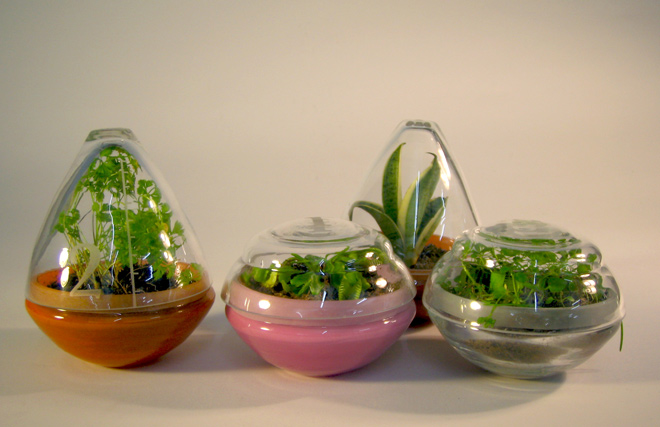 glass herb terrariums