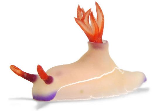 nudibranchs photographed by david doubilet for national geographic