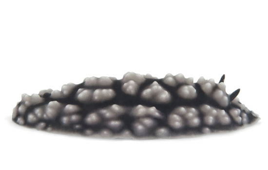 nudibranchs photographed by david doubilet for national geographic