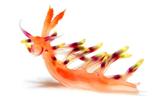 nudibranchs photographed by david doubilet for national geographic