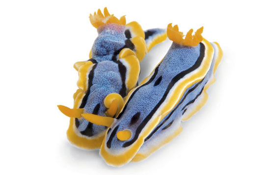 nudibranchs photographed by david doubilet for national geographic