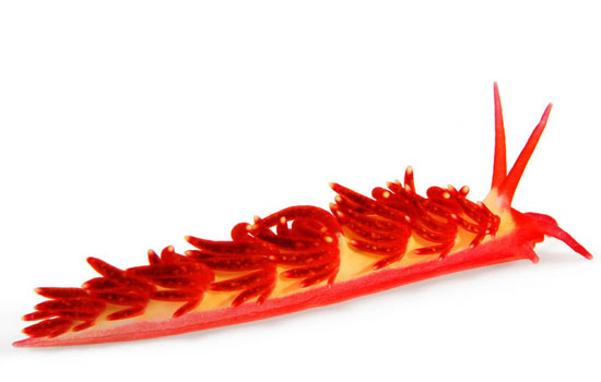 nudibranchs photographed by david doubilet for national geographic