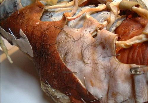 anamatronic flesh shoe by adam brandejs