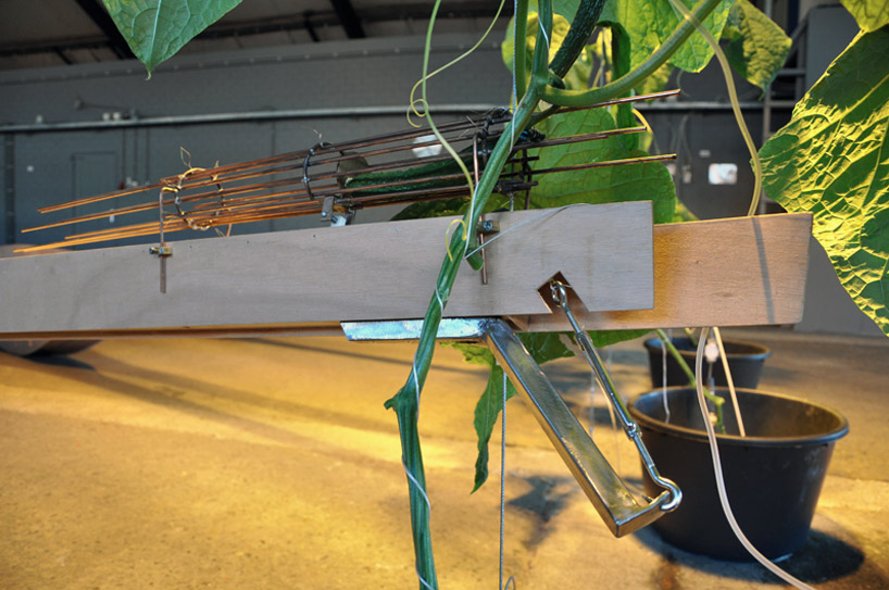 ronald van der meijs: parthenocarp