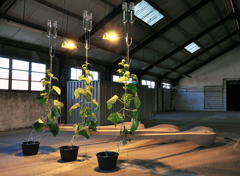 ronald van der meijs: parthenocarp