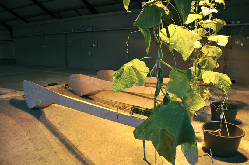 ronald van der meijs: parthenocarp