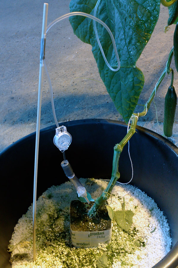 ronald van der meijs: parthenocarp