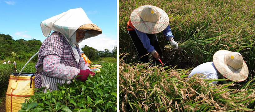 together rice sustainable package design