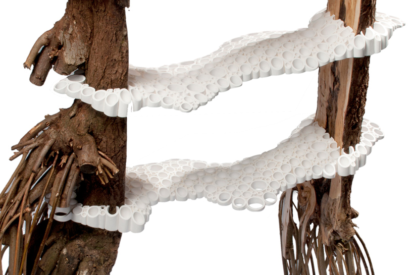 floris wubben: tree fungus shelf