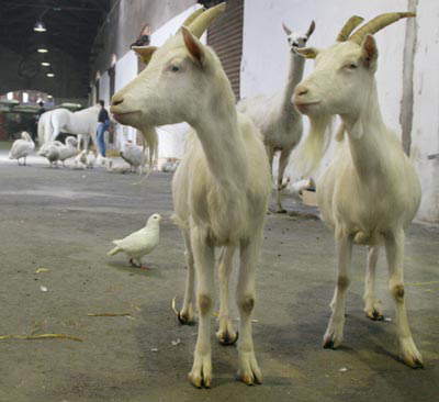 paola pivi: my religion is kindness. thank you, see you in the future.