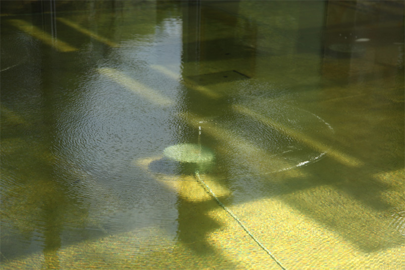 philippe parreno: sonic water lilies at beyeler foundation