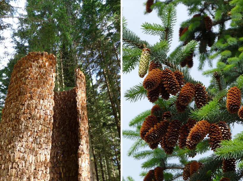 Pine Branches and Pine Cones – Alex's Garden Studio